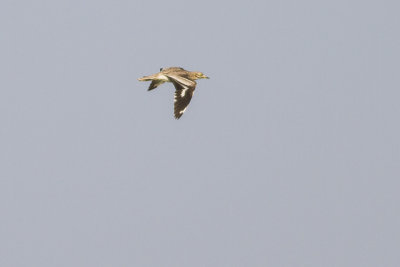 Griel / Eurasian Stone-curlew