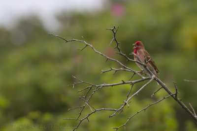 Roodmus / Common Rosefinch