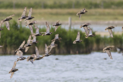 Aziatische Goudplevier / Pacific Golden Plover