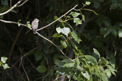 Bonte Vliegenvanger / European Pied Flycatcher