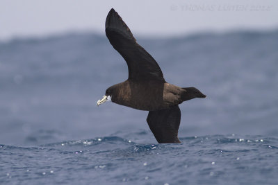 Witkinstormvogel - White-chinned Petrel - Procellaria aequinoctialis