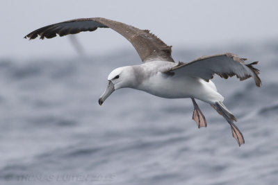 Witkapalbatros - Shy Albatross - Thalassarche cauta