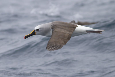 Atlantische Geelneusalbatros / Atlantic Yellow-nosed Albatross