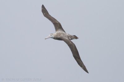 Reuzenalbatros - Wandering Albatross - Diomedea exulans