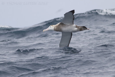 Reuzenalbatros - Wandering Albatross - Diomedea exulans