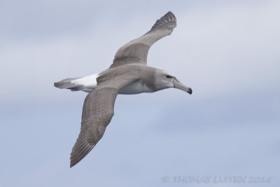 Witkapalbatros - Shy Albatross - Thalassarche cauta