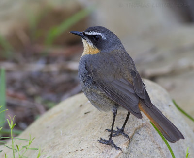 Kaapse Lawaaimaker - Cape Robin-chat - Cossypha caffra