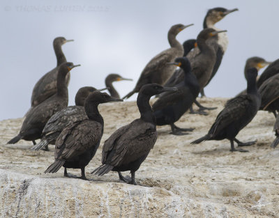 Kustaalscholver - Bank Cormorant - Phalacrocorax neglectus