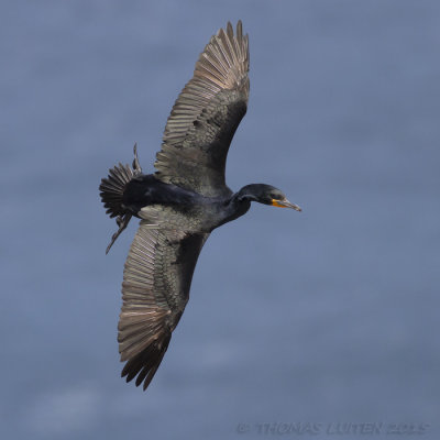 Kaapse Aalscholver - Cape Cormorant - Phalacrocorax capensis