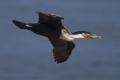 Witborstaalscholver - White-breasted Cormorant - Phalacrocorax lucidus