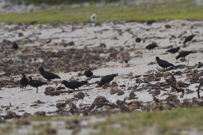 Afrikaanse Zwarte Scholekster - African Black Oystercatcher - Haematopus moquini