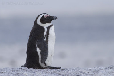 Zwartvoetpinguin - African Pinguin - Spheniscus demersus