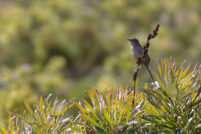 Kaapse Grasvogel - Cape Grassbird - Sphenoeacus afer