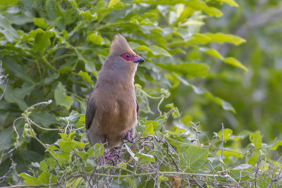 Roodwangmuisvogel - Red-faced Mousebird - Urocolius indicus