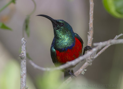 Grote Kraaghoningzuiger - Greater Doube-collared Sunbird - Cinnyris afer