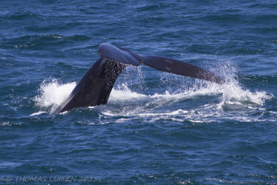 Zuidkaper - Southern Right Whale - Eubalaena australis