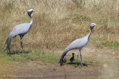 Stanleys Kraanvogel - Blue Crane - Anthropoides paradiseus