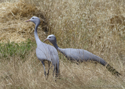 Stanleys Kraanvogel - Blue Crane - Anthropoides paradiseus
