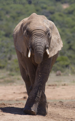 Savanneolifant - African Elephant - Loxodonta africana