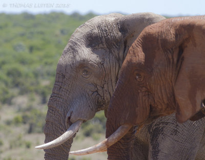 Savanneolifant - African Elephant - Loxodonta africana
