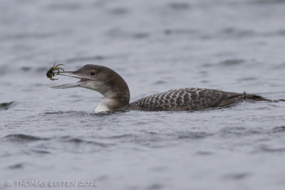 IJsduiker / Great Northern Diver