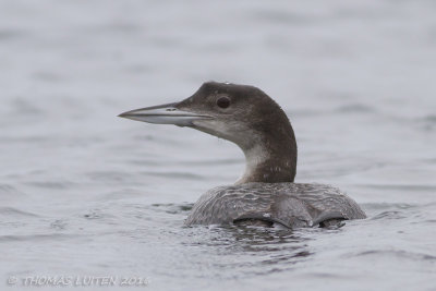 IJsduiker / Great Northern Diver