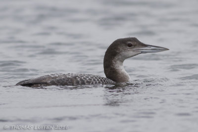 IJsduiker / Great Northern Diver