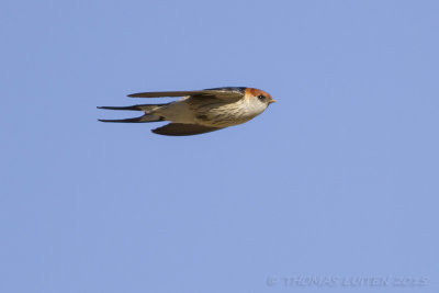 Kaapse Zwaluw - Greater Striped Swallow - Cecropis cucullata