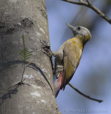 Olijfspecht - Olive Woodpecker - Dendropicos griseocephalus