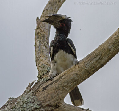 Trompetneushoornvogel - Trumpeter Hornbill - Bycanistes bucinator
