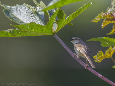 Roestflankprinia - Tawny-flanked Prinia - Prinia subflava