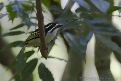 Geelstuitketellapper - Yellow-rumped Tinkerbird - Pogoniulus bilineatus