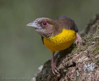 Woudwever - Forest Weaver - Ploceus bicolor