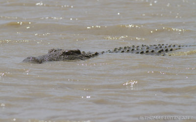 Nijlkrokodil - Nile Crocodile - Crocodylus niloticus