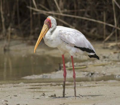 Afrikaanse Nimmerzat - Yellow-billed Stork - Mycteria ibis