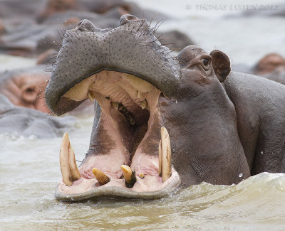 Nijlpaard - Hippo - Hippopotamus amphibius