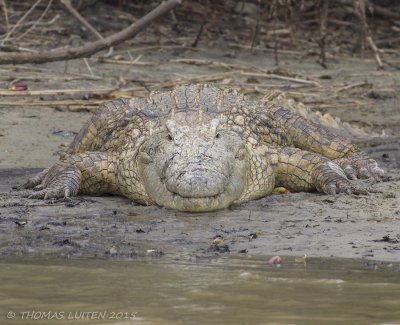 Nijlkrokodil - Nile Crocodile - Crocodylus niloticus