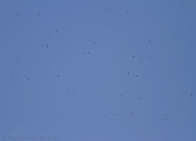 Bijeneter - European Bee-eater