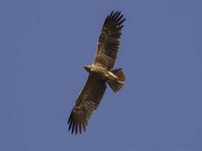 Schreeuwarend - Lesser Spotted Eagle