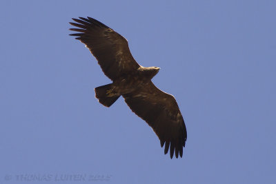 Schreeuwarend - Lesser Spotted Eagle