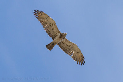 Slangenarend / Short-toed Eagle