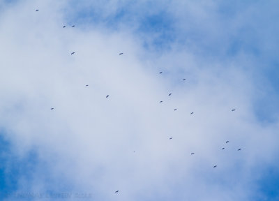 Schreeuwarend - Lesser Spotted Eagle