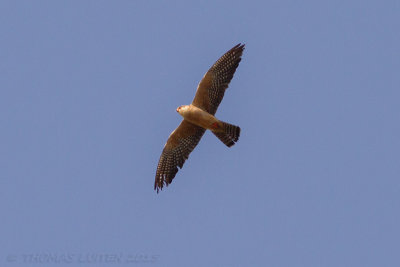 Rootpootvalk - Red-footed Falcon