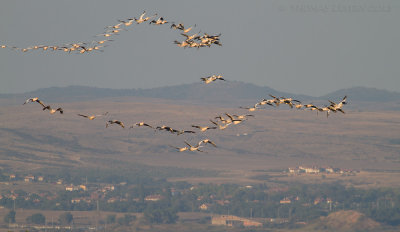 Roze Pelikaan - Great White Pelican