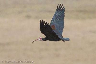 Kaapse Ibis - Southern Bald Ibis - Geronticus calvus