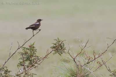 Kaapse Miertapuit - Southern Anteating Chat - Myrmecocichla formicivora