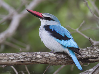 Senegal-ijsvogel - Woodland Kingfisher - Halcyon senegalensis