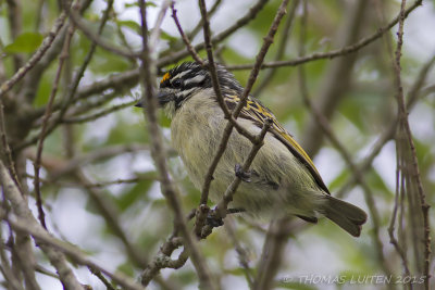 Geelvoorhoofdketellapper - Yellow-fronted Tinkerbird - Pogoniulus chrysoconus