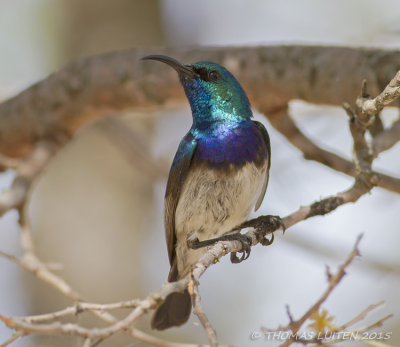 Witbuikhoningzuiger - White-bellied Sunbird - Cinnyris talatala