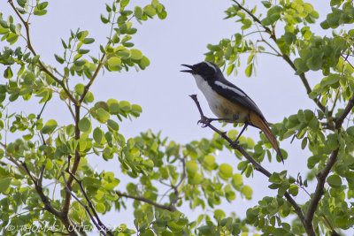 Witkeellawaaimaker - White-throated Robin-chat - Cossypha humeralis